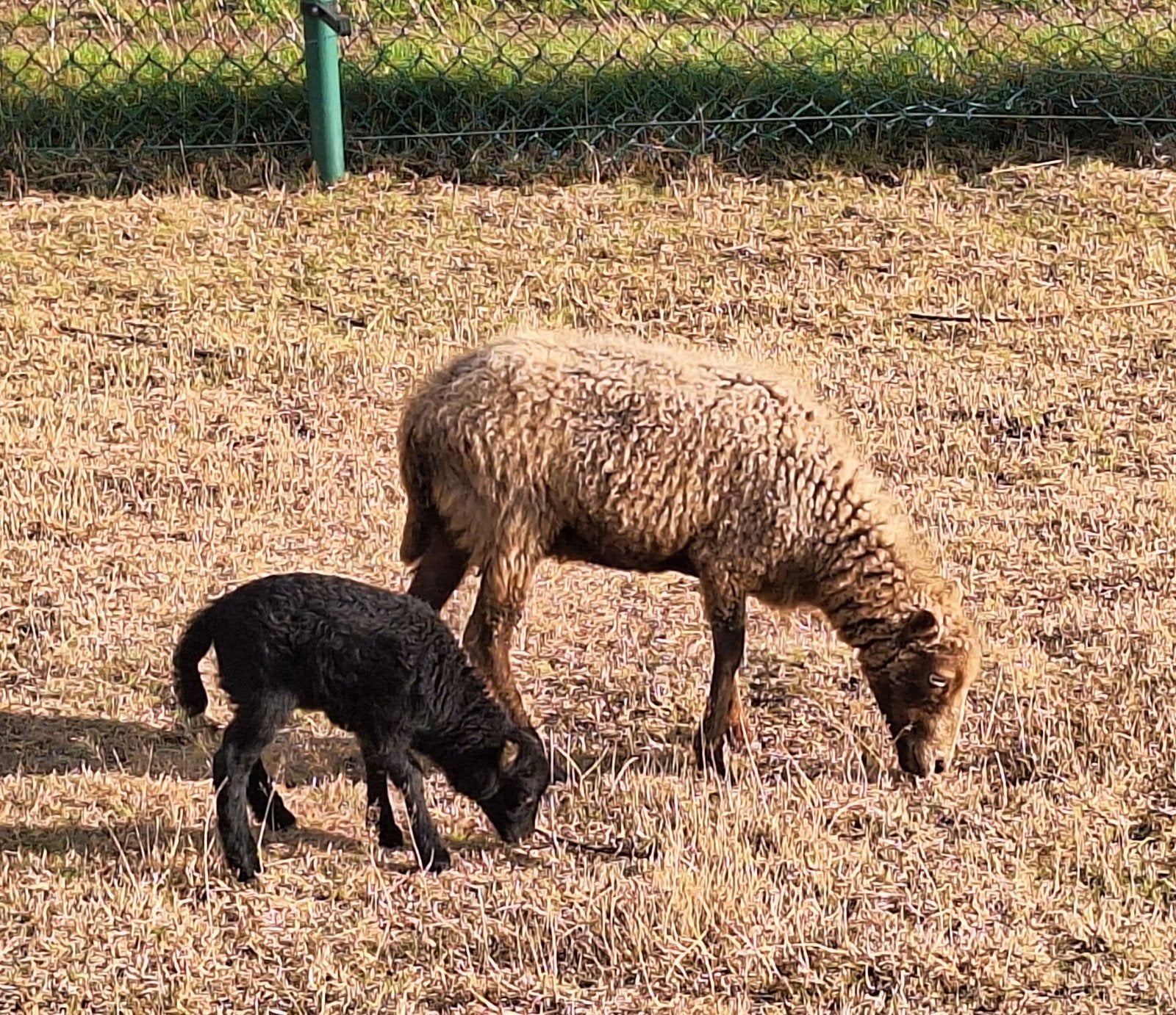 hele mooie ouessant ooi met ooilam, Dieren en Toebehoren, Schapen, Geiten en Varkens, Vrouwelijk, Schaap