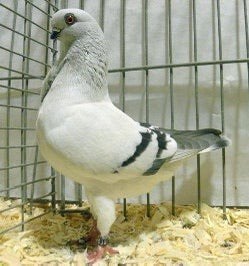 Mooie italiaanse meeuwen, Dieren en Toebehoren, Vogels | Duiven