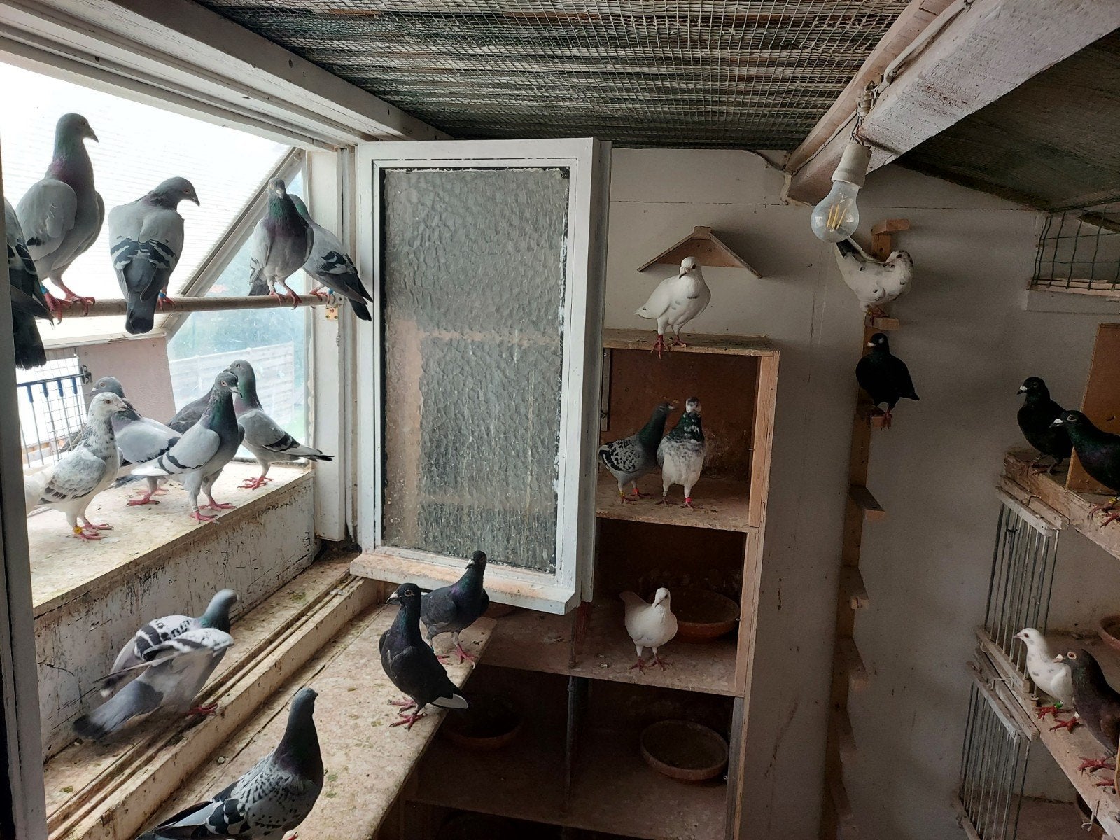 enkele vliegduiven, Animaux & Accessoires, Plusieurs animaux, Pigeon voyageur