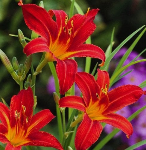 Hemerocalis 'Sammy Russell' of Daglelie, Ophalen, Vaste plant, Halfschaduw