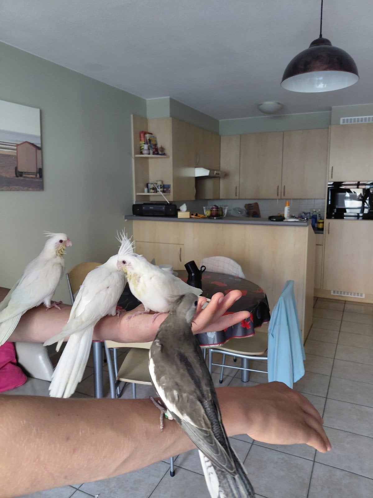 Tamme valkparkieten 3albinos1grijze, Dieren en Toebehoren