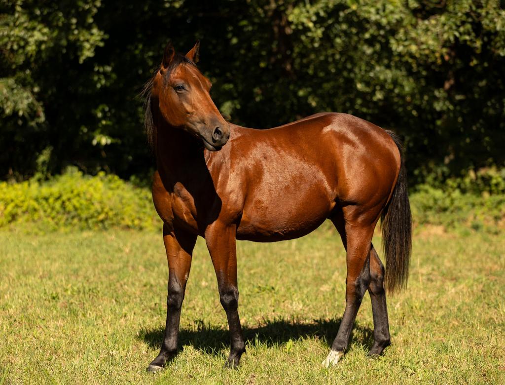️Quarter ️, Hongre, Débourré, Cheval western