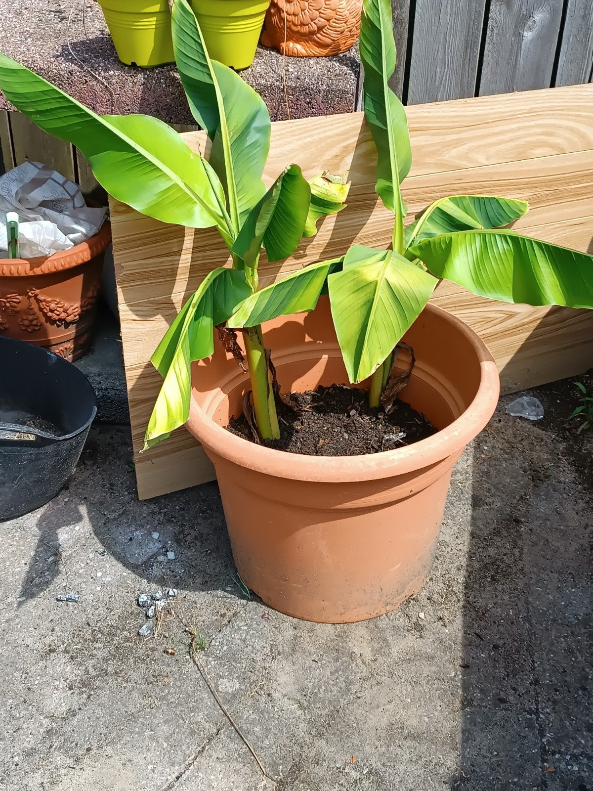 mucho bajoo enkele stuks, Tuin en Terras, Ophalen