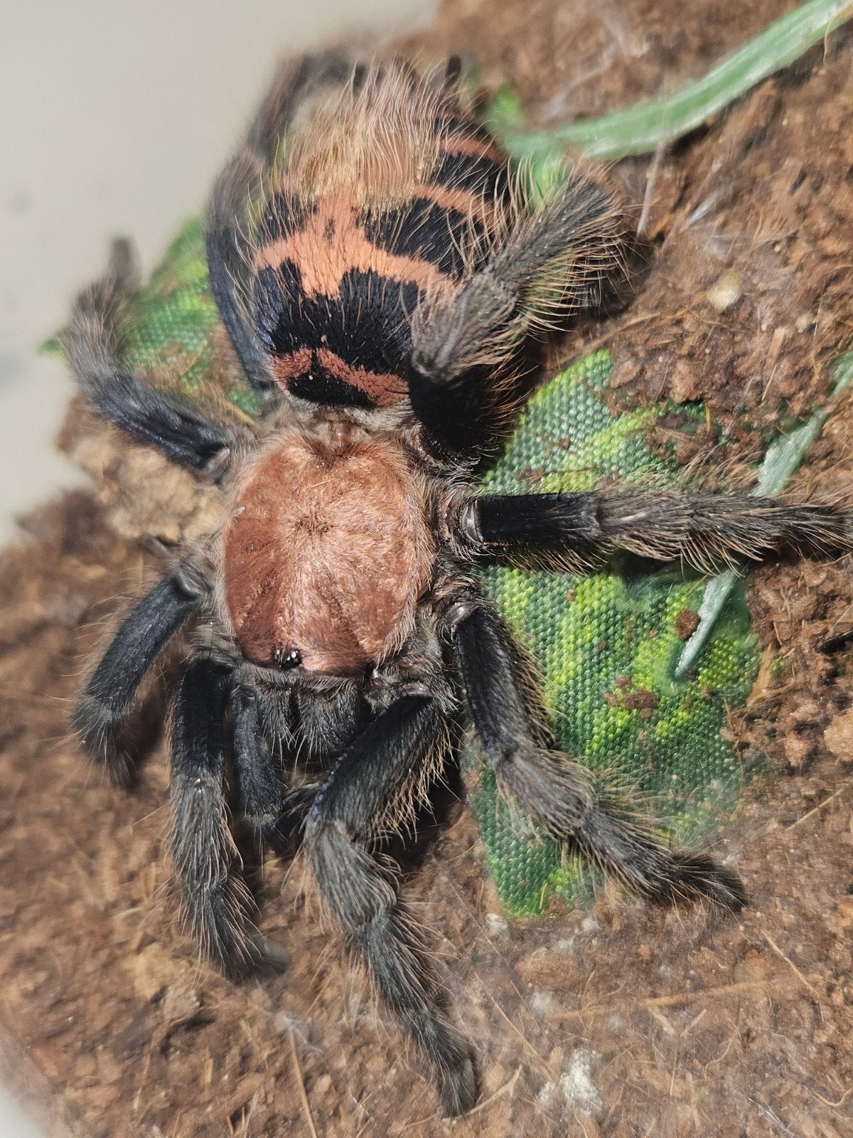 Davus pentaloris vrouwtje 4cm lichamlengte, Dieren en Toebehoren