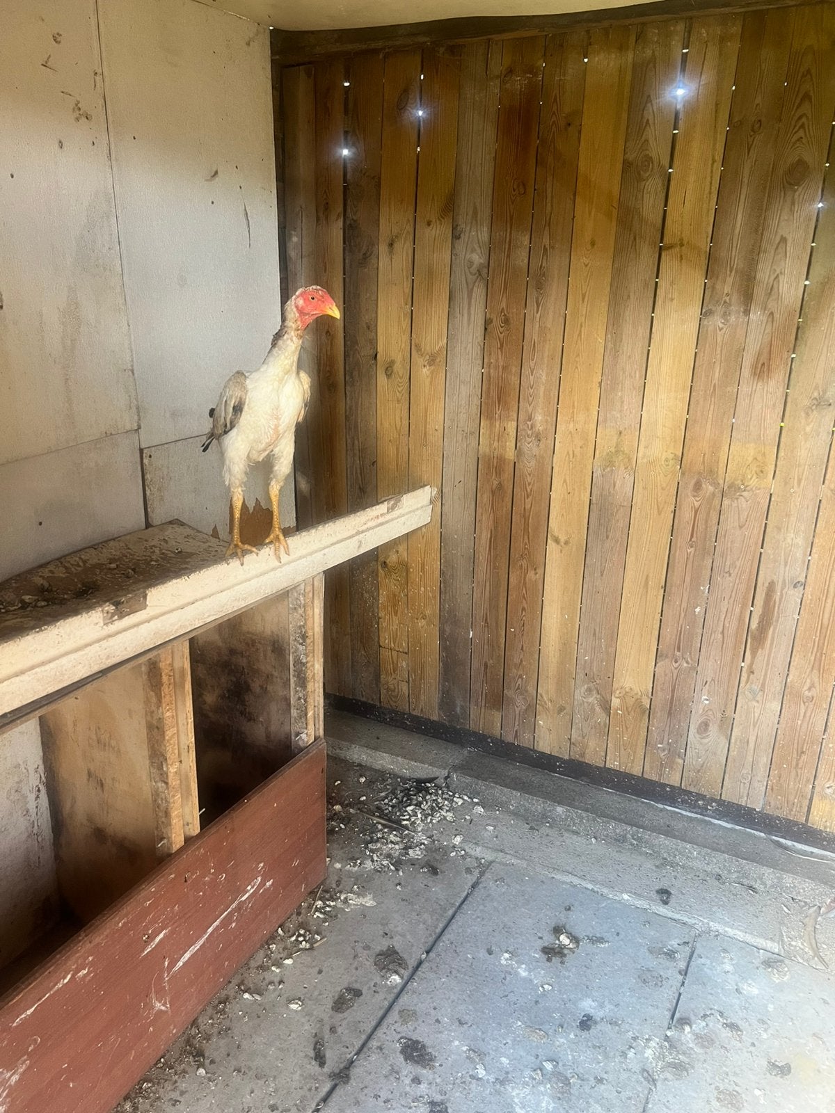 Shamo hen naturbroed 2025, Dieren en Toebehoren, Vrouwelijk, Kip