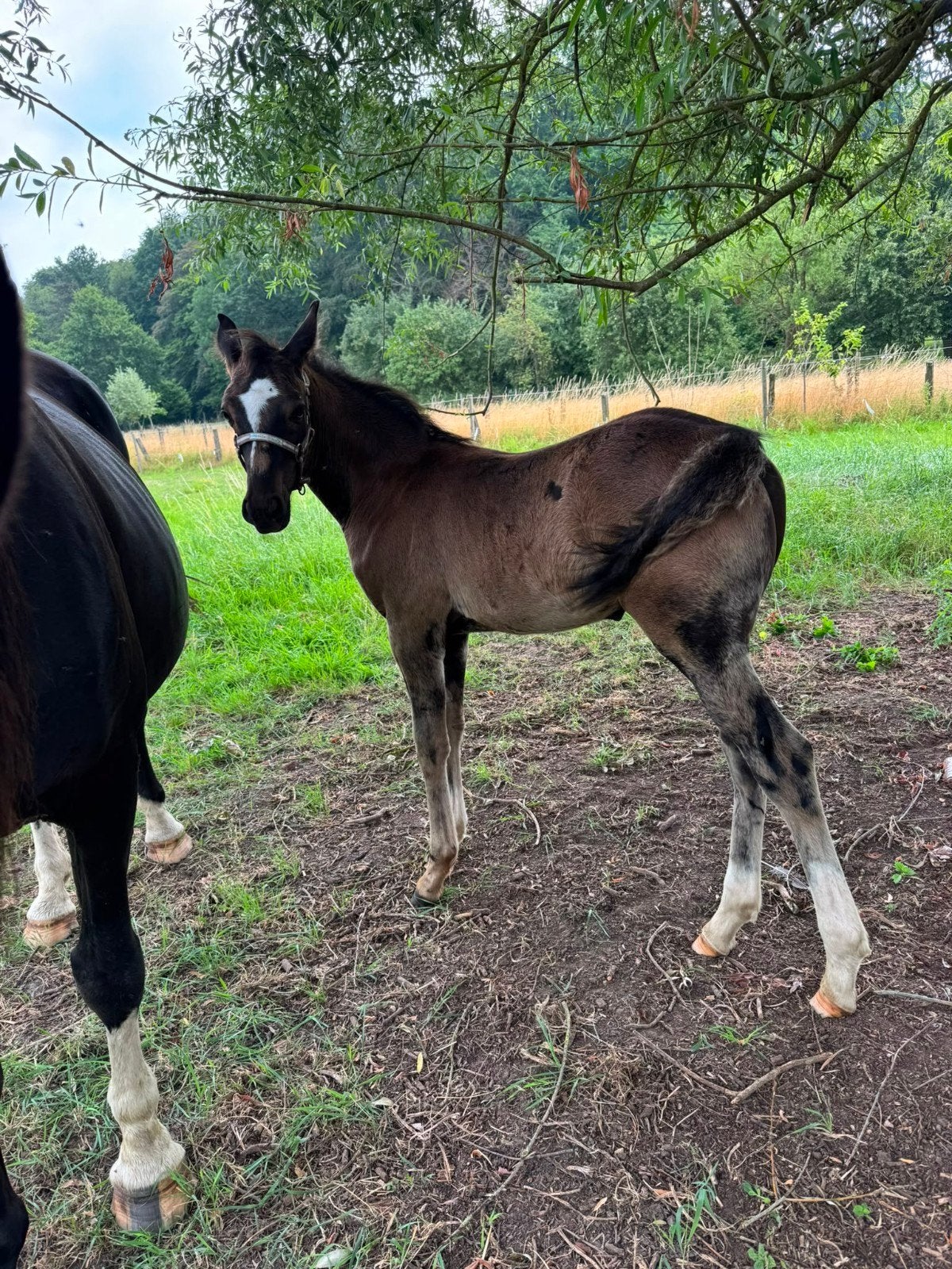 Un poulain super sympa et bien élevé, Animaux & Accessoires, Chevaux, Moins de 160 cm, Étalon, 0 à 2 ans, Non dressé
