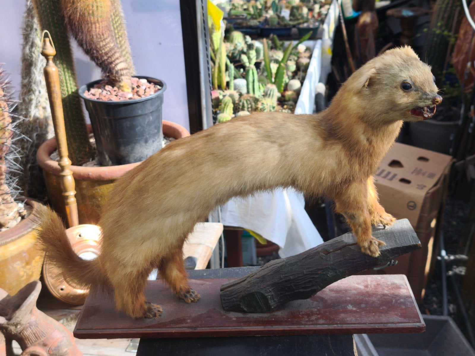 Taxidermie, Enlèvement ou Envoi