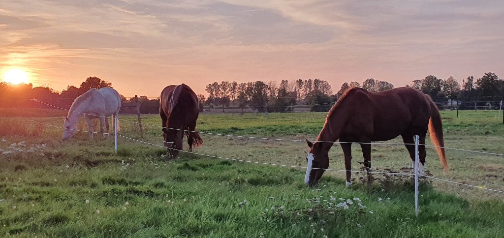 1 stal vrij voor sociale merrie, Mise à l'étable, 1 cheval ou poney