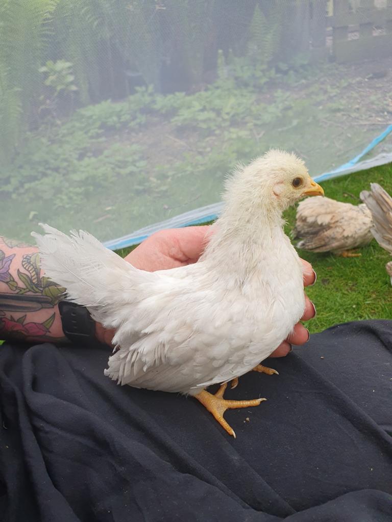 3 chabo hennen, Dieren en Toebehoren, Pluimvee