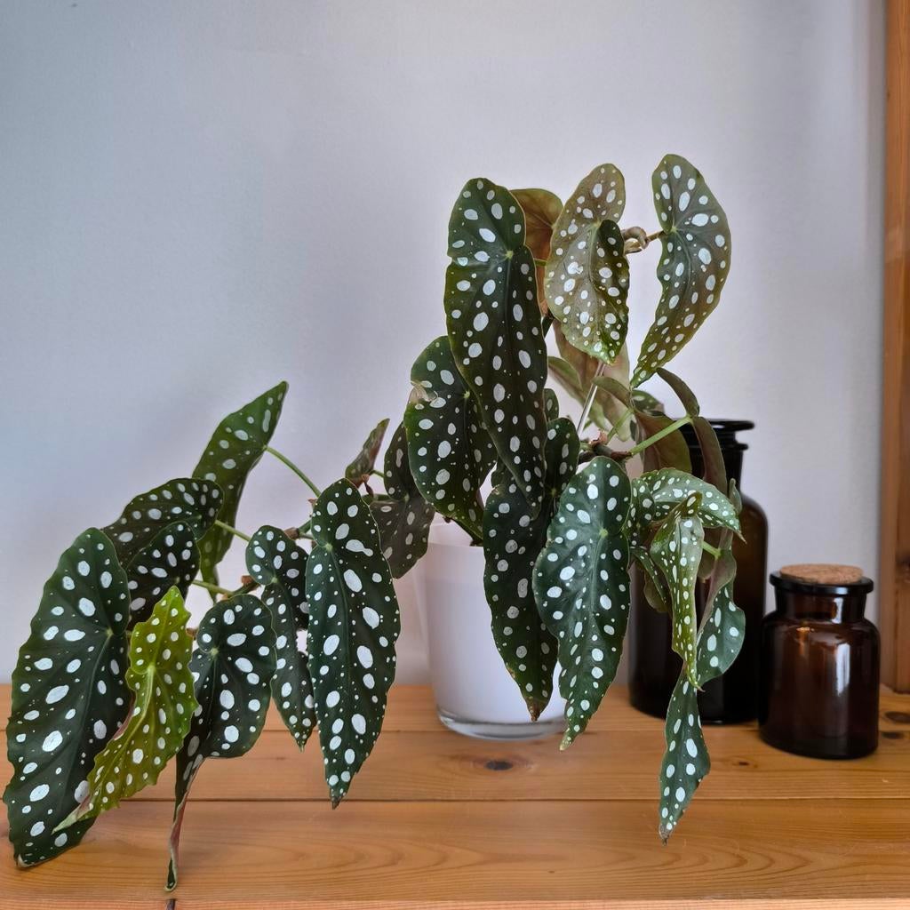 Begonia Maculata, Huis en Inrichting, Kamerplanten, Ophalen of Verzenden