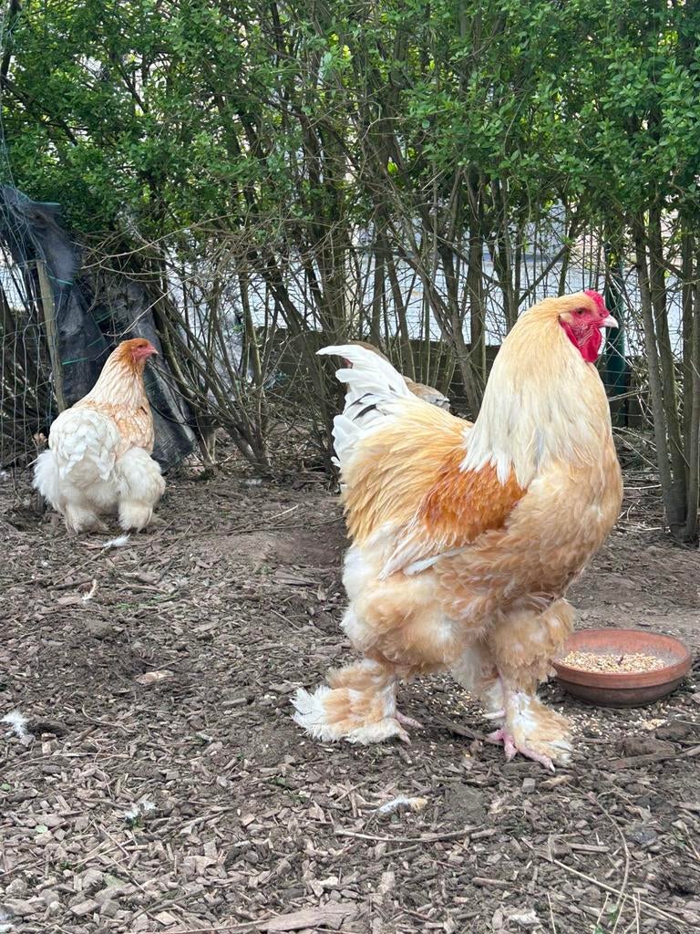 Différentes couleurs d'œufs à éclore de Braham, Animaux & Accessoires, Volatiles, Sexe inconnu, Poule ou poulet