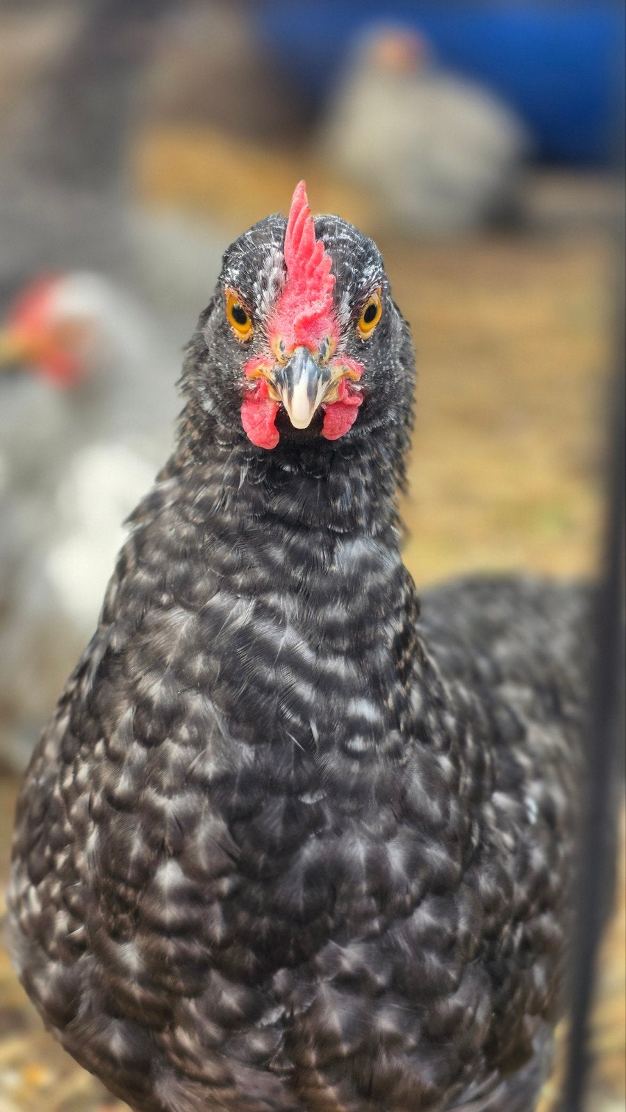 Haantje olijflegger F2, Dieren en Toebehoren