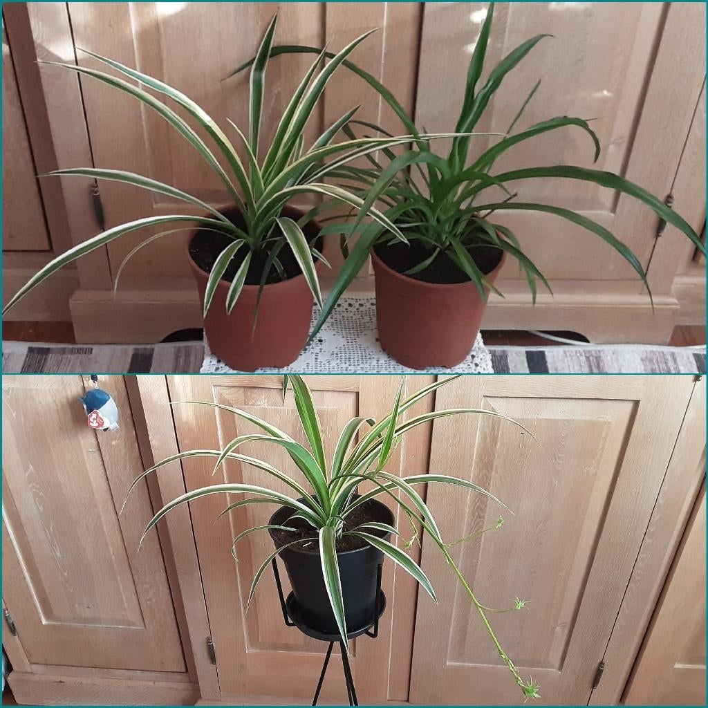 Grote mooie kamerplant Chlorophitum 2 soorten, 7€/één plant, Ophalen of Verzenden, In pot