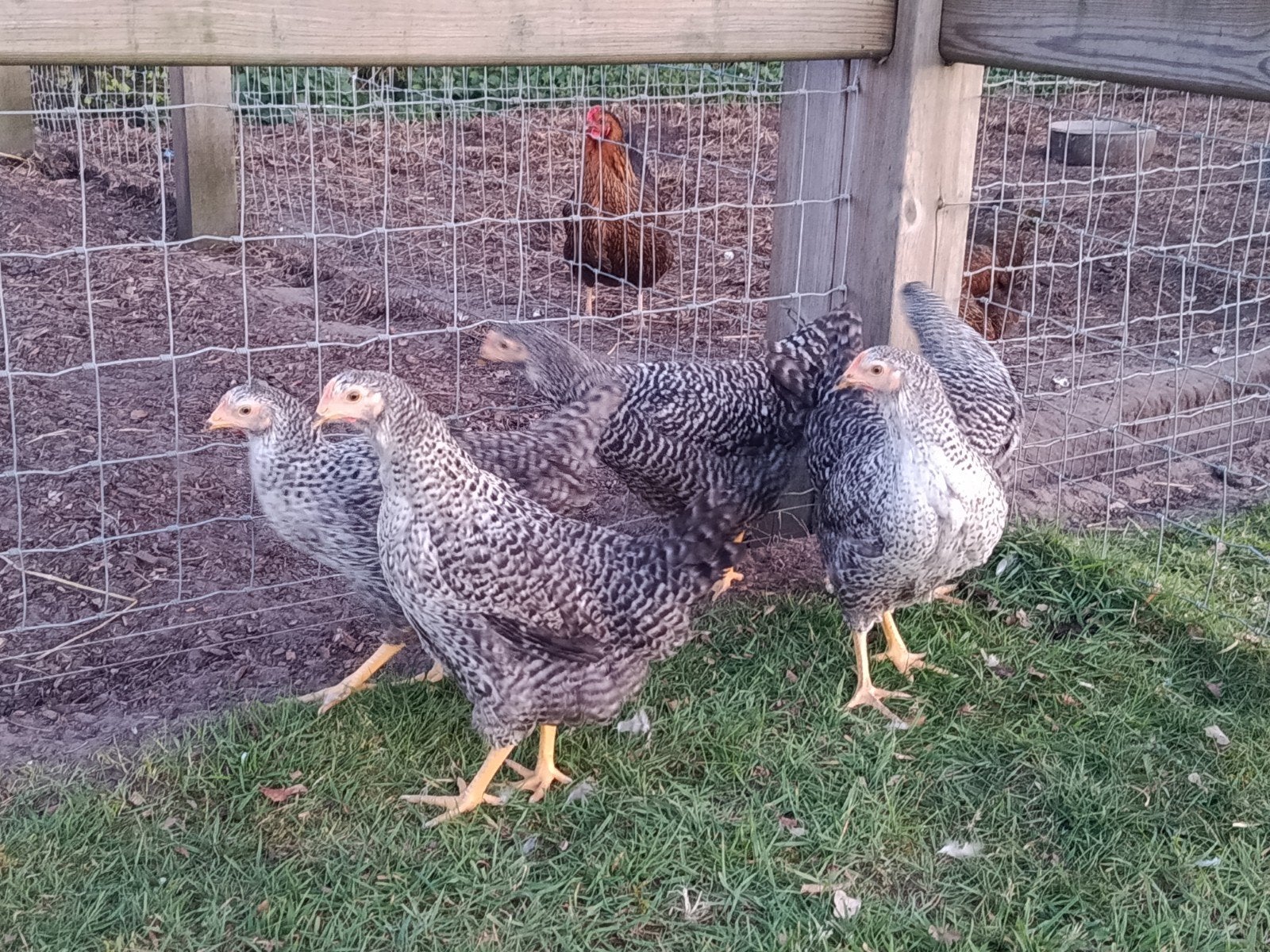 mooie hollandse blauwe legkippen, Dieren en Toebehoren, Pluimvee, Kip