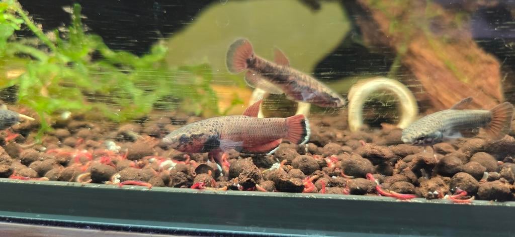 Betta Channoides sauvage, Poisson, Poisson d'eau douce