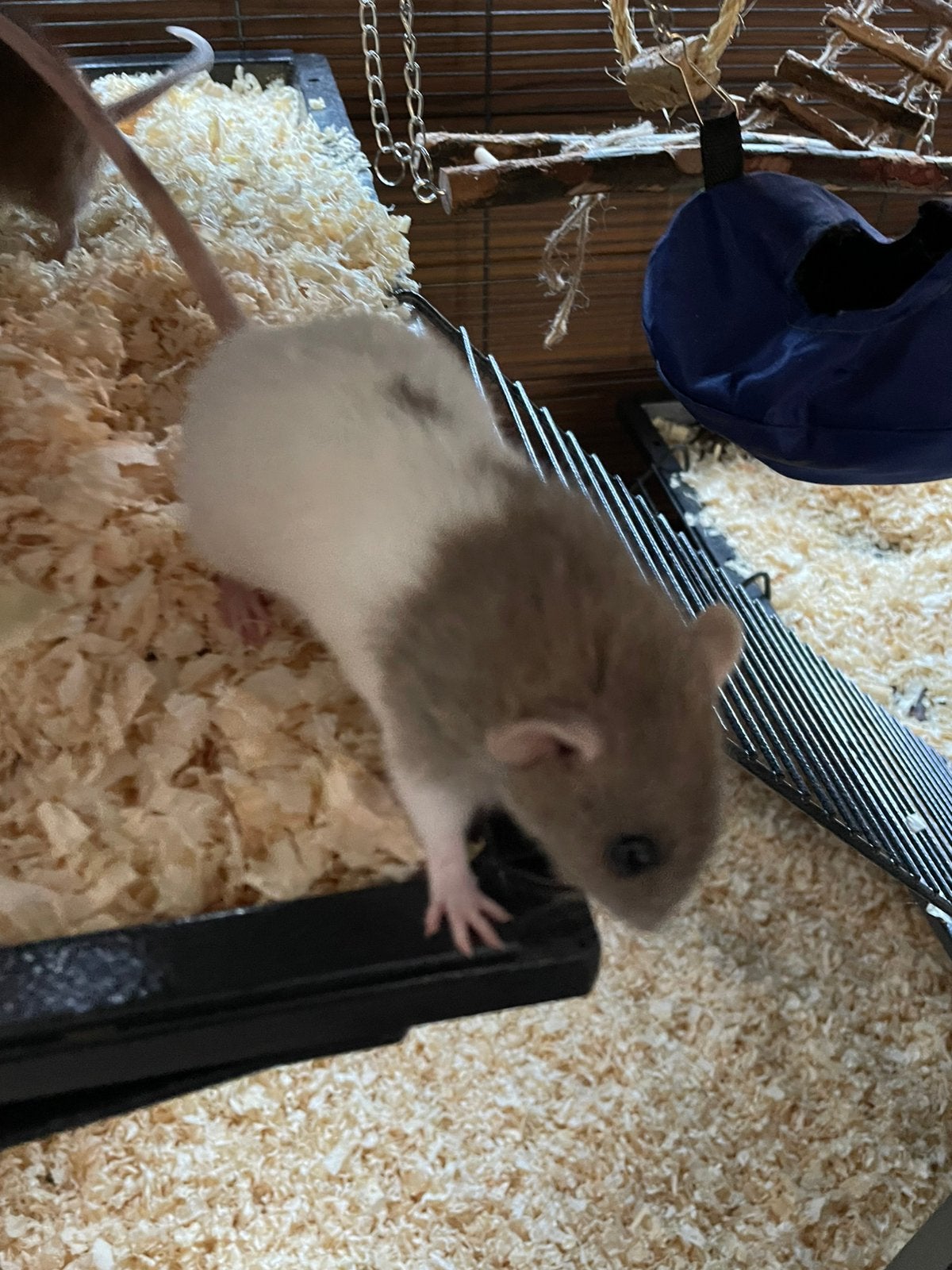 Te koop 3 verschillende kleuren dunbo ratjes allemaal vrouw, Dieren en Toebehoren, Overige soorten, Tam