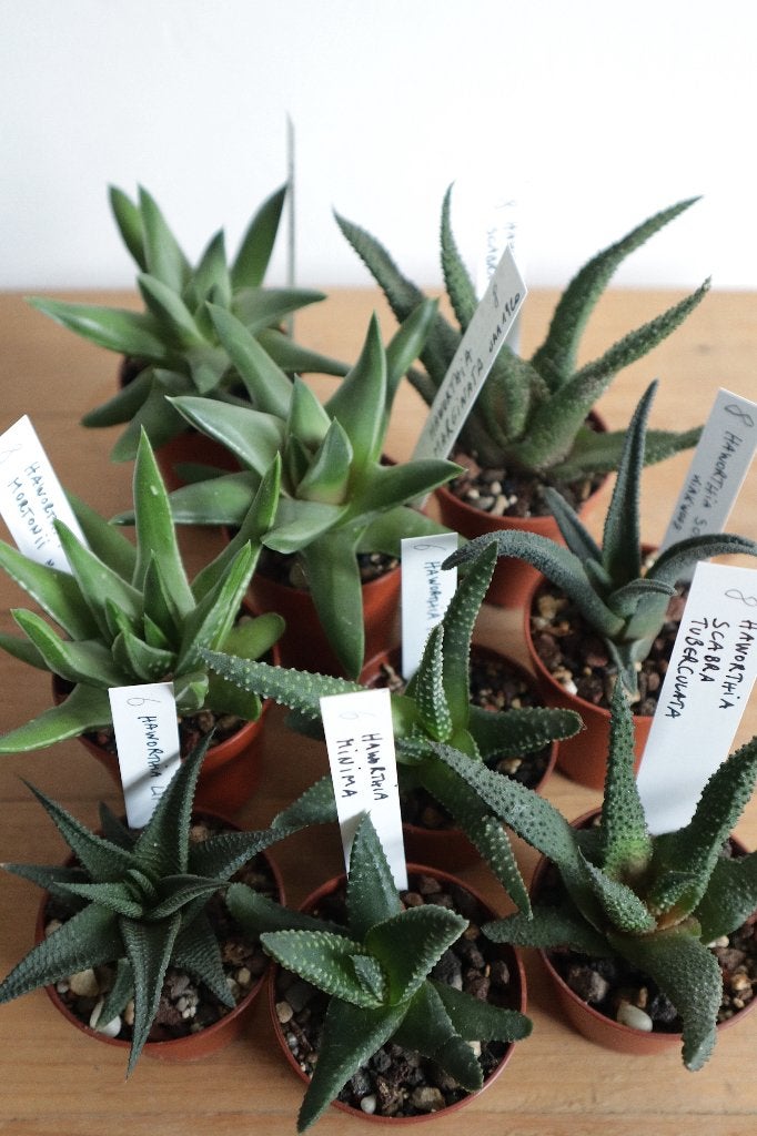 Haworthias - verschillende soorten - Zuid Afrika, Huis en Inrichting, Kamerplanten, Vetplant, Minder dan 100 cm, Groene kamerplant