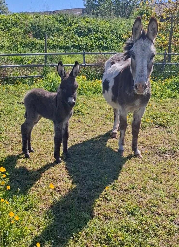 Ezel merrie met veulentje, Dieren en Toebehoren, Paarden, Merrie
