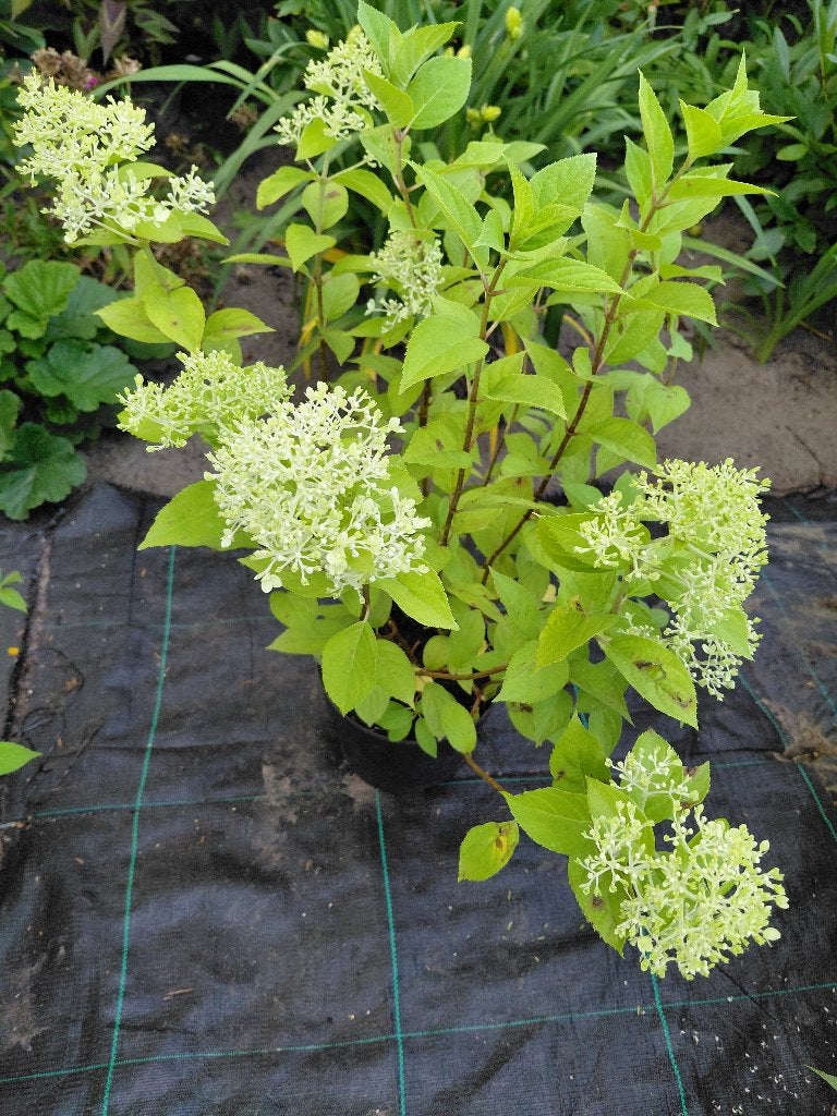 Hydrangea Limelight, Tuin en Terras, Ophalen