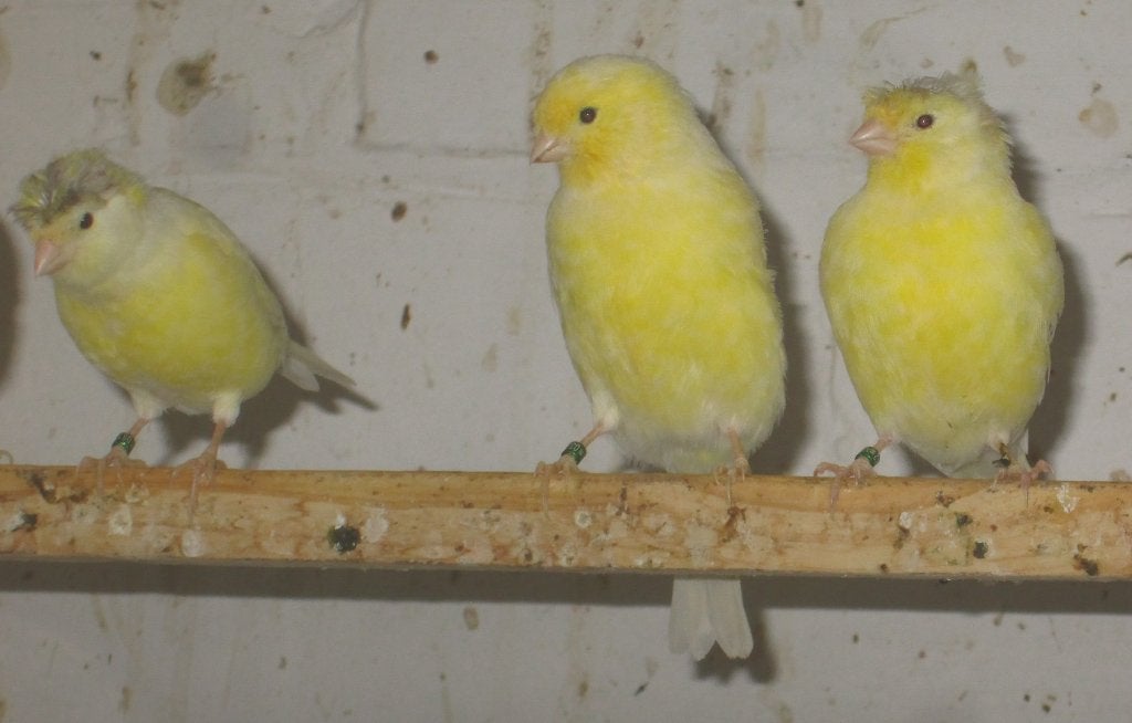 Duitse kuif kanaries, Sexe inconnu, Canari de posture