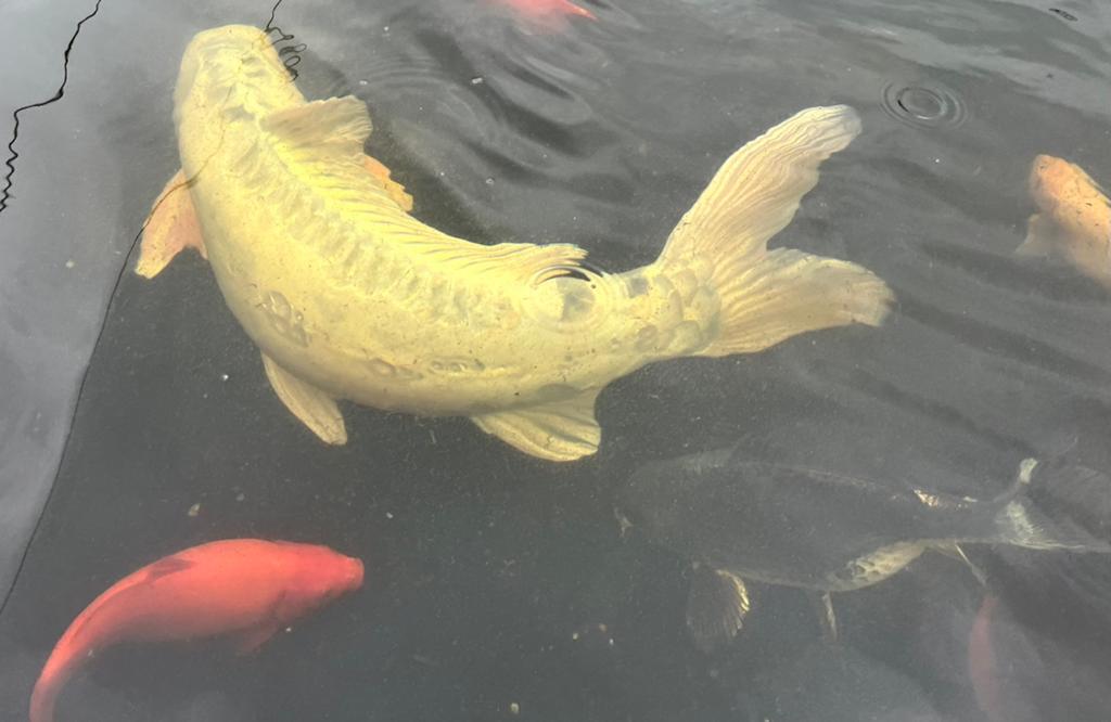Koi - Sluierstaart, … Alles aan 250 euro ! Niet onderbieden., Goudvis(sen)