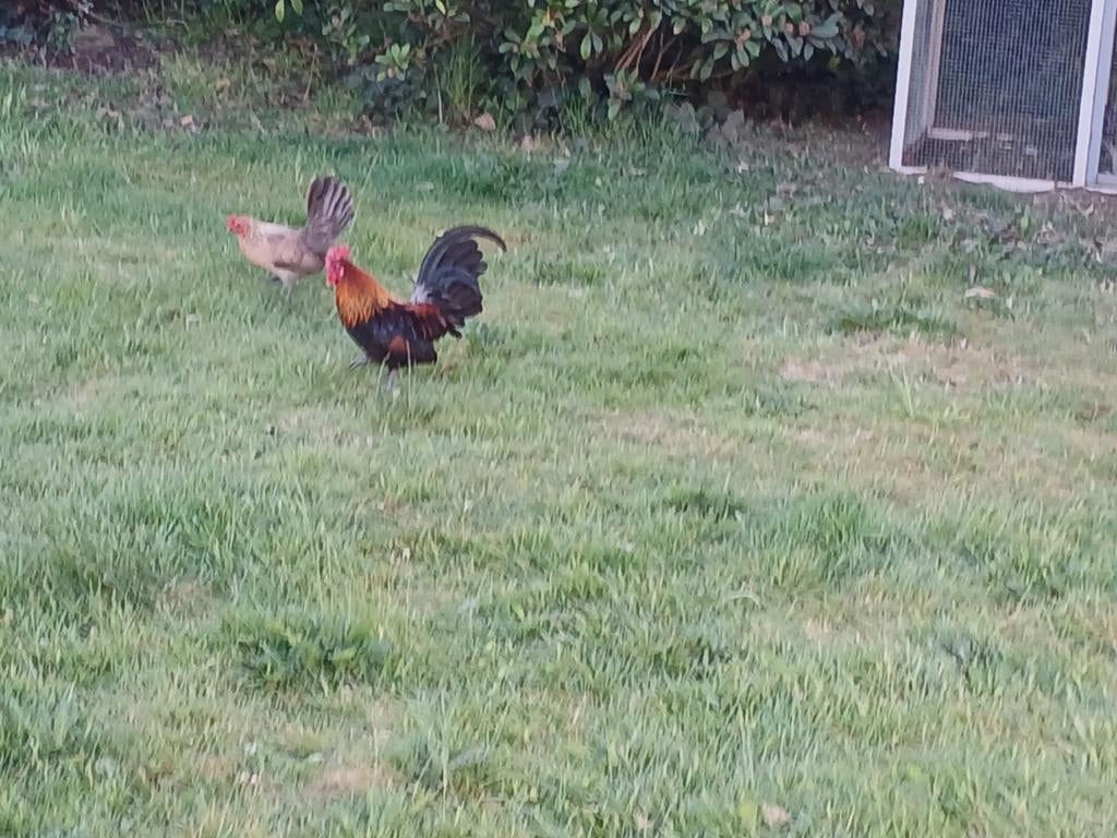 12 broedeieren belgische kriel aan 5 euro, Dieren en Toebehoren, Pluimvee