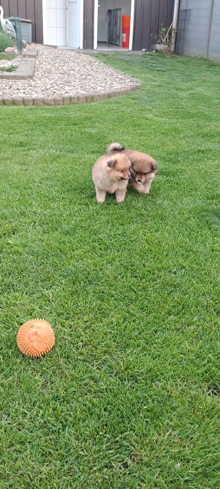 Dwergkeesjes, Parvo, België, Keeshond, 8 tot 15 weken