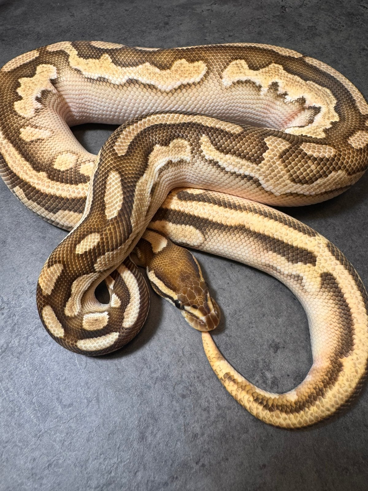 Butter dubbel het piebald en ghost(hypo) pos het desertghost, Animaux & Accessoires