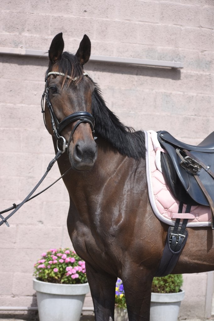 Chique, superbrave gereden merrie, Dieren en Toebehoren, Paarden, Merrie, Minder dan 160 cm, 11 jaar of ouder, Recreatiepaard