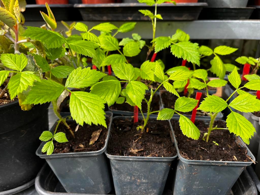 Kleine Fruitplanten te Koop – Zoet uit Eigen Tuin!, Ophalen of Verzenden