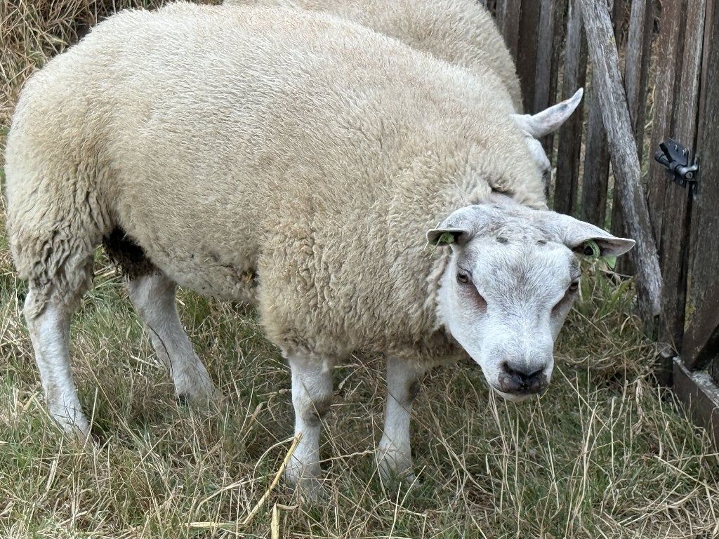 Texel ramlam, Mannelijk, Schaap, 0 tot 2 jaar