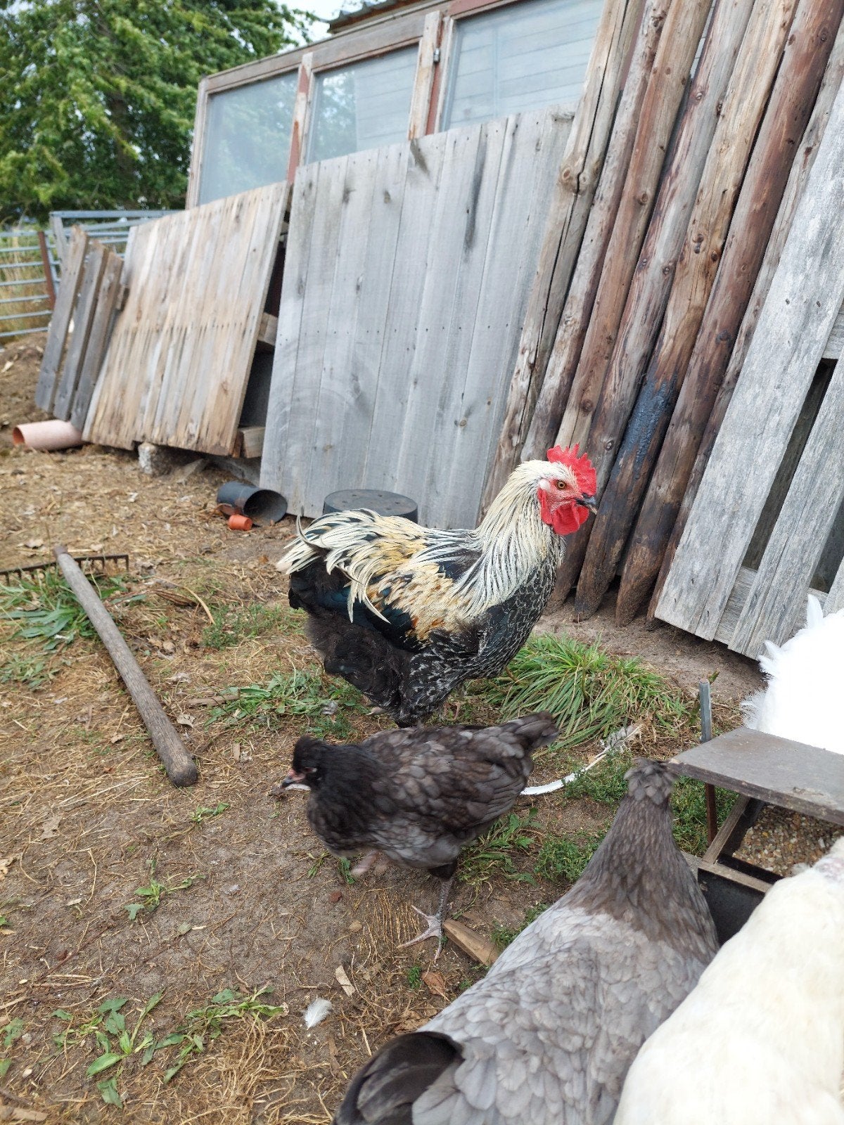 grote araucana haan