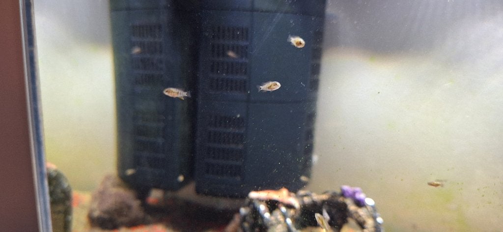 Baby's cichliden texas, Dieren en Toebehoren, Vis, Zoetwatervis