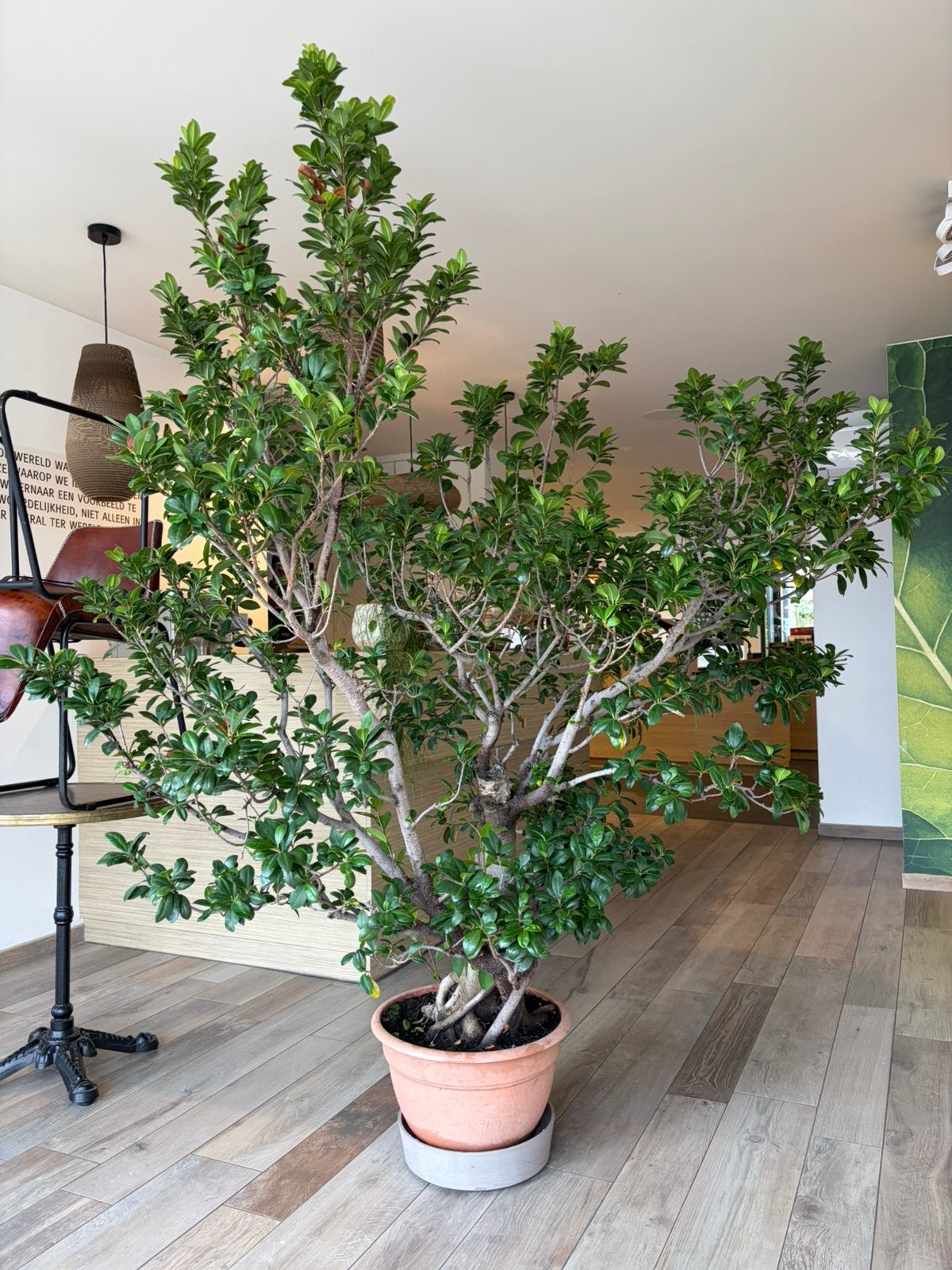 Ficus microcarpa, Maison & Meubles, Enlèvement, Bonsai