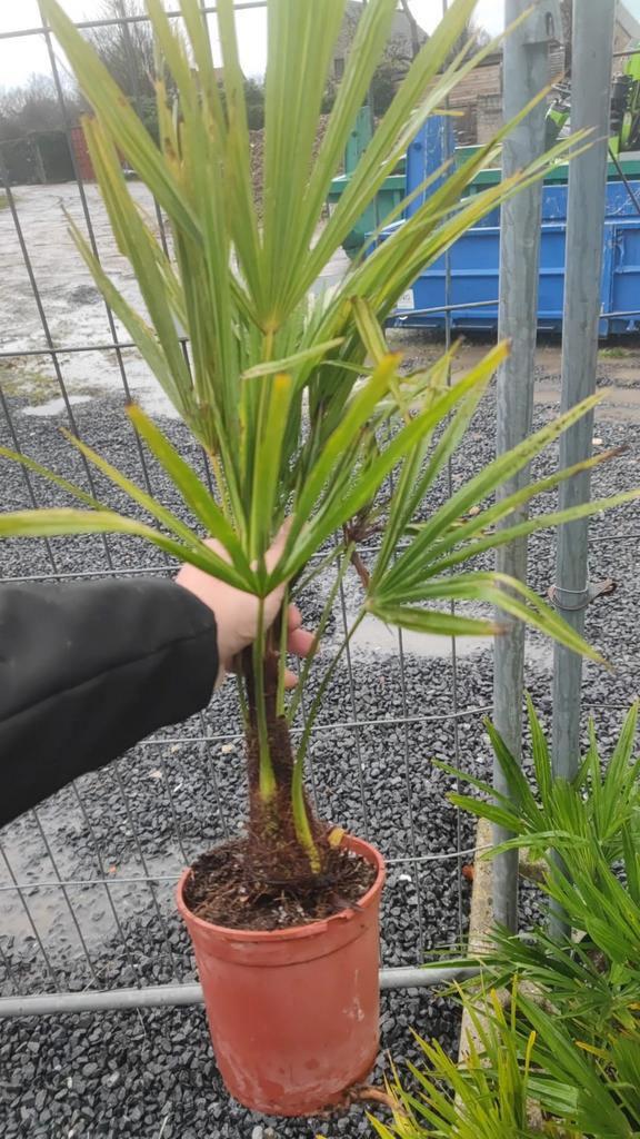 Kleine winterharde palmbomen van 10/15 cm stam, Enlèvement