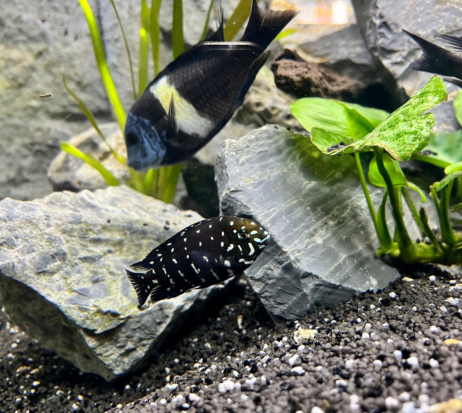 Tropheus Duboisi, Vis, Zoetwatervis, Schoolvis