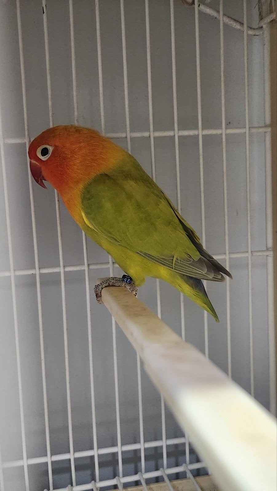 dwergpapegaai fischeri dilute, Dieren en Toebehoren