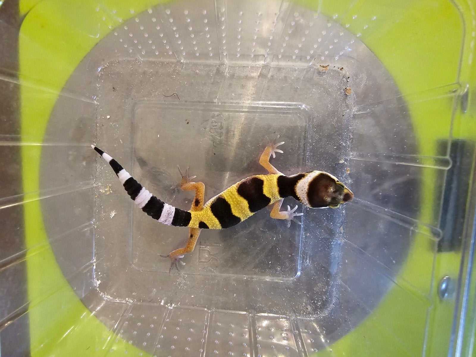 luipaardgecko luipaardgekko, Dieren en Toebehoren, Vrouwelijk, Tam