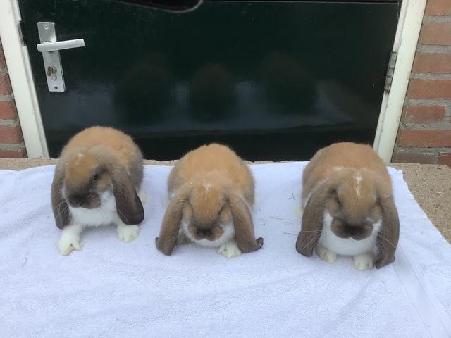 Prachtige Franse Hangoor Konijnen, Dieren en Toebehoren, Hangoor