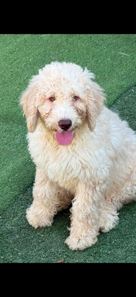 Chiens hypoallergéniques : Labradoodle et Lagotto, Animaux & Accessoires, Chien (mâle), Hépatite contagieuse (maladie de Rubarth)