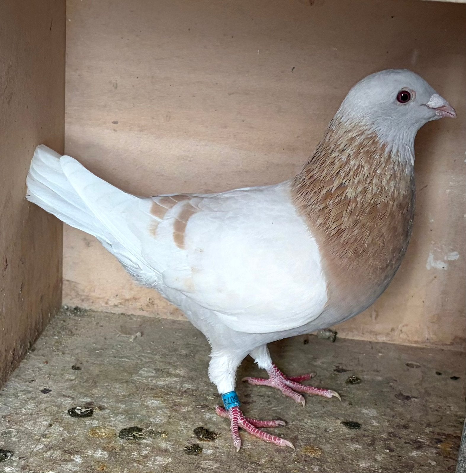 Koppel Sions 2026, Animaux & Accessoires, Plusieurs animaux, Pigeon voyageur
