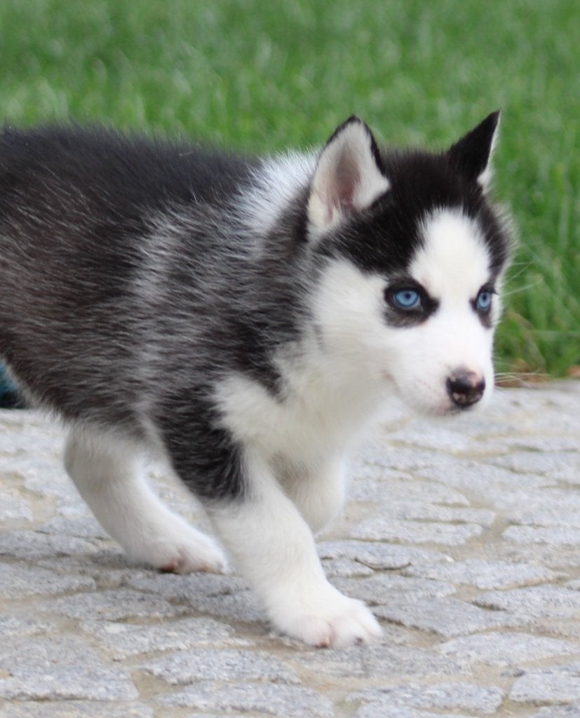 Chiot Husky, Animaux & Accessoires, Chiens | Huskys, Loulous & Types primitifs, Chienne, Belgique, Un chien, Chien de traîneau