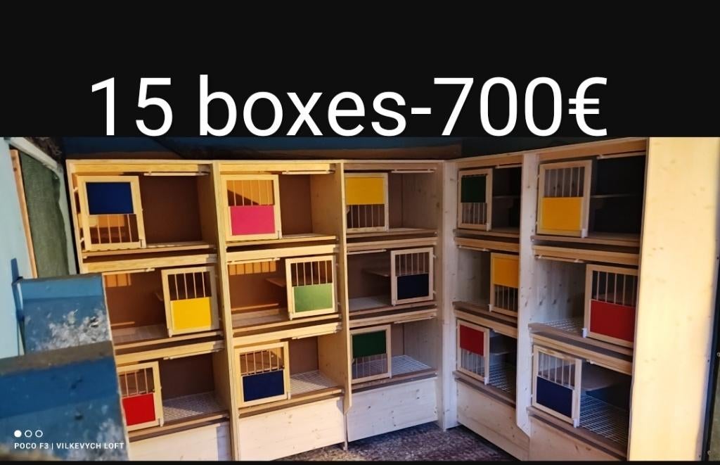 Hermes Boxes, Dieren en Toebehoren, Postduif