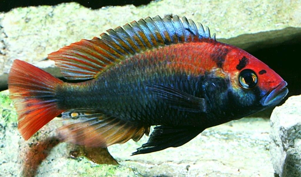 Haplochromis Sp. Ruby Green, Vis, Zoetwatervis