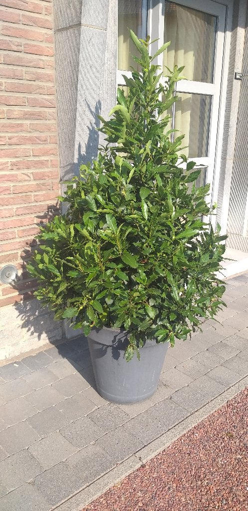 Laurier de cuisine, Epice, déco terrasse, restaurant, balcon, Enlèvement