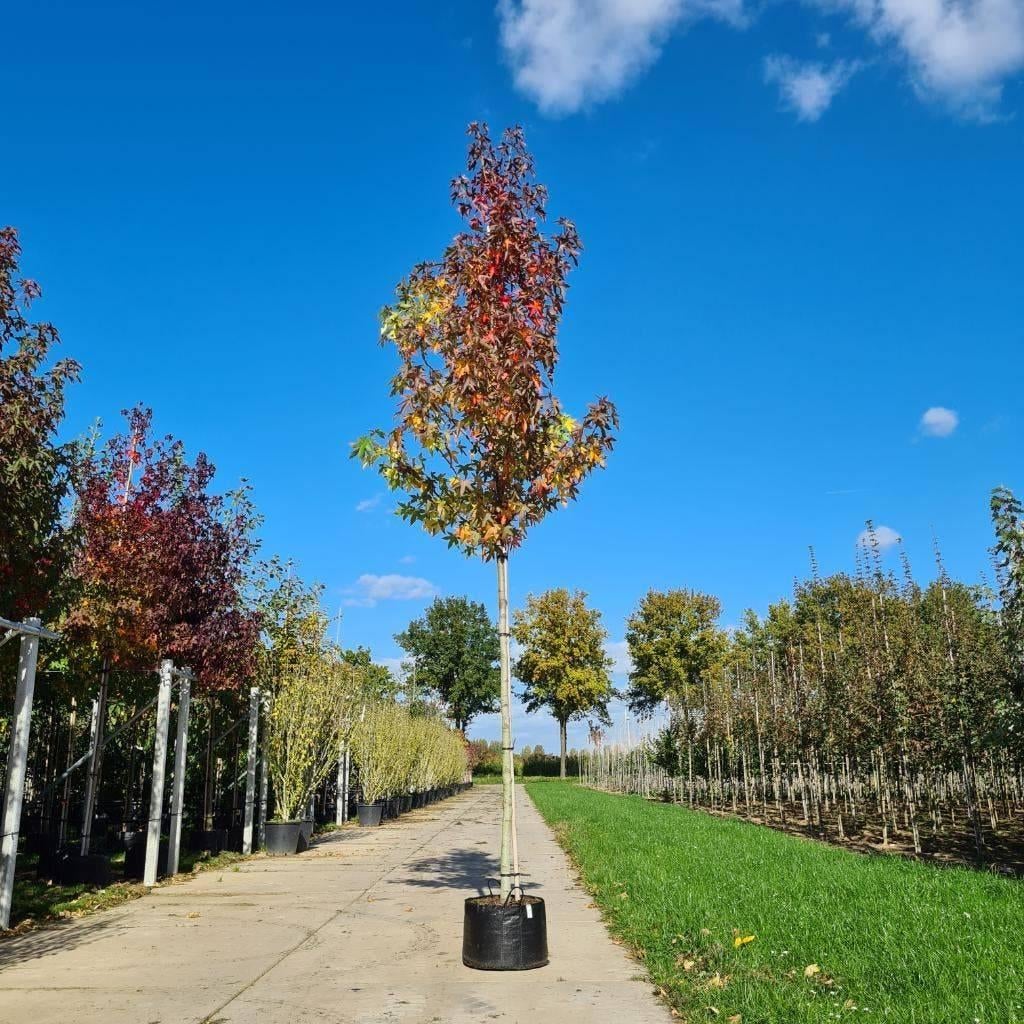 Amberboom Liquidambar Worplesdon – Prachtige Herfstkleuren, Tuin en Terras, Ophalen of Verzenden