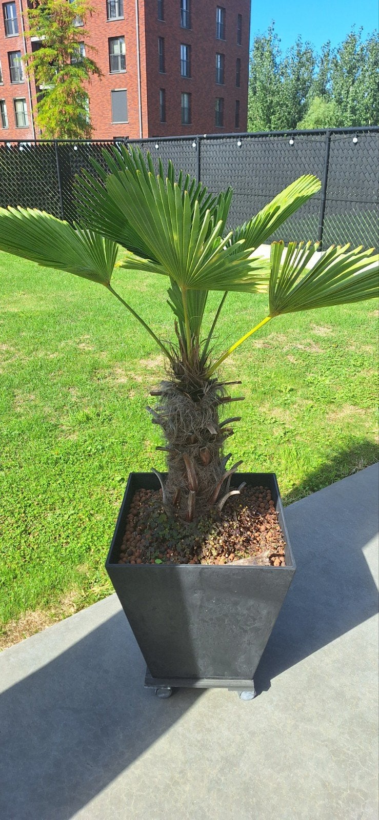 Trachycarpus wagnerianus, Tuin en Terras, Ophalen, Vaste plant, Overige soorten