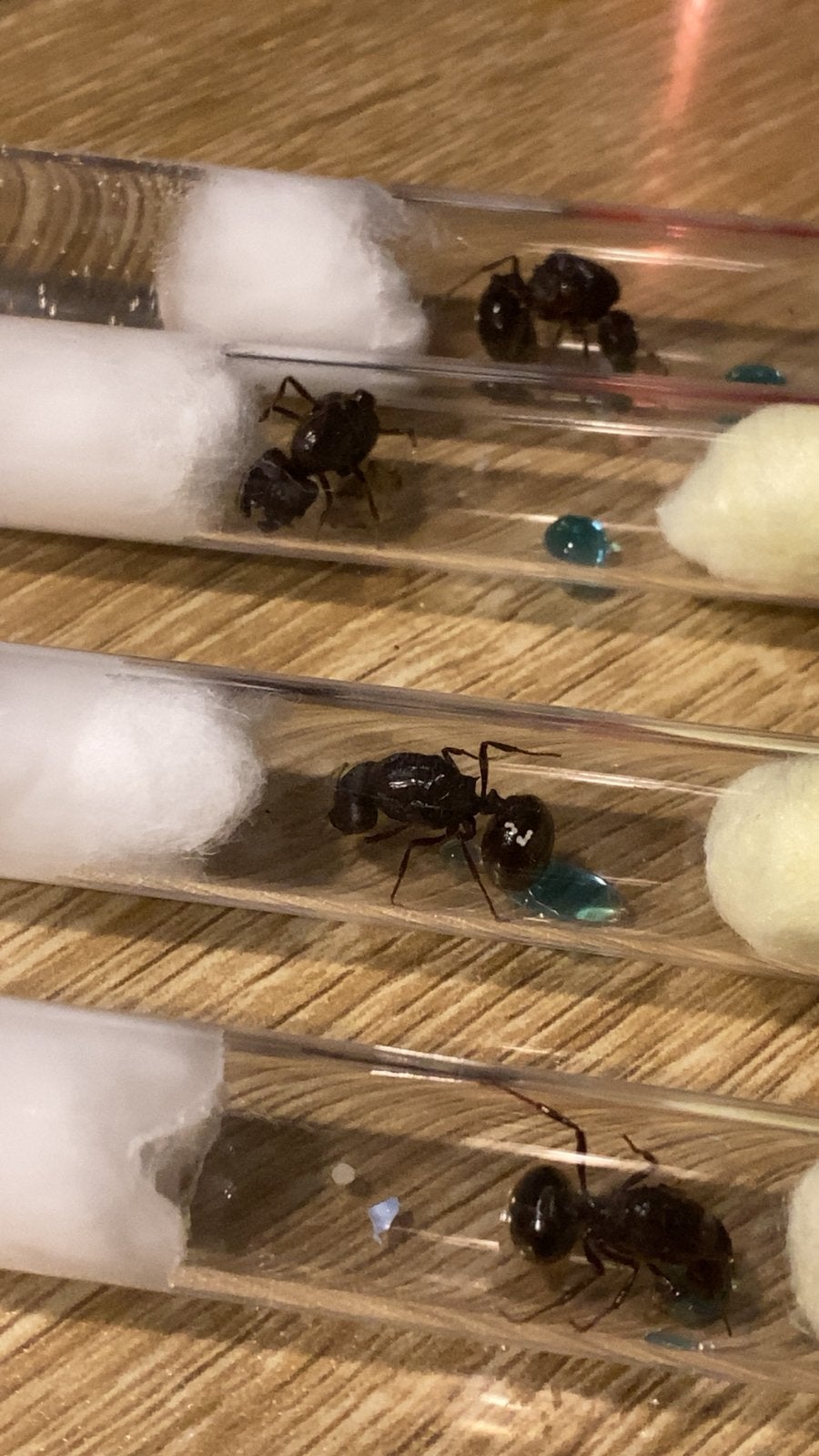 Reine Carebara Diversa avec couvain, Animaux & Accessoires, Fourmis