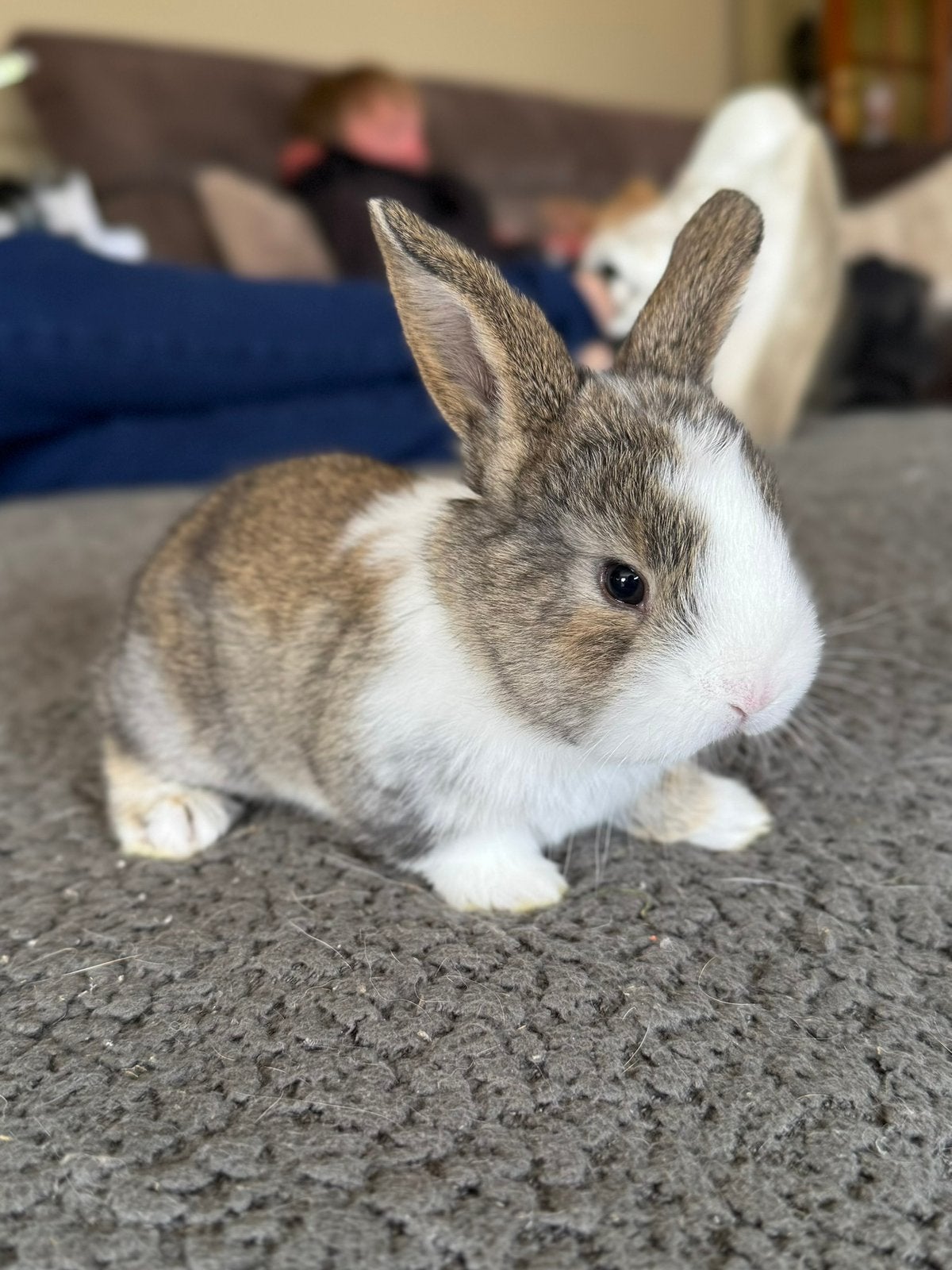 Konijn, Dieren en Toebehoren, Konijnen, Mannelijk, Middelgroot, 0 tot 2 jaar