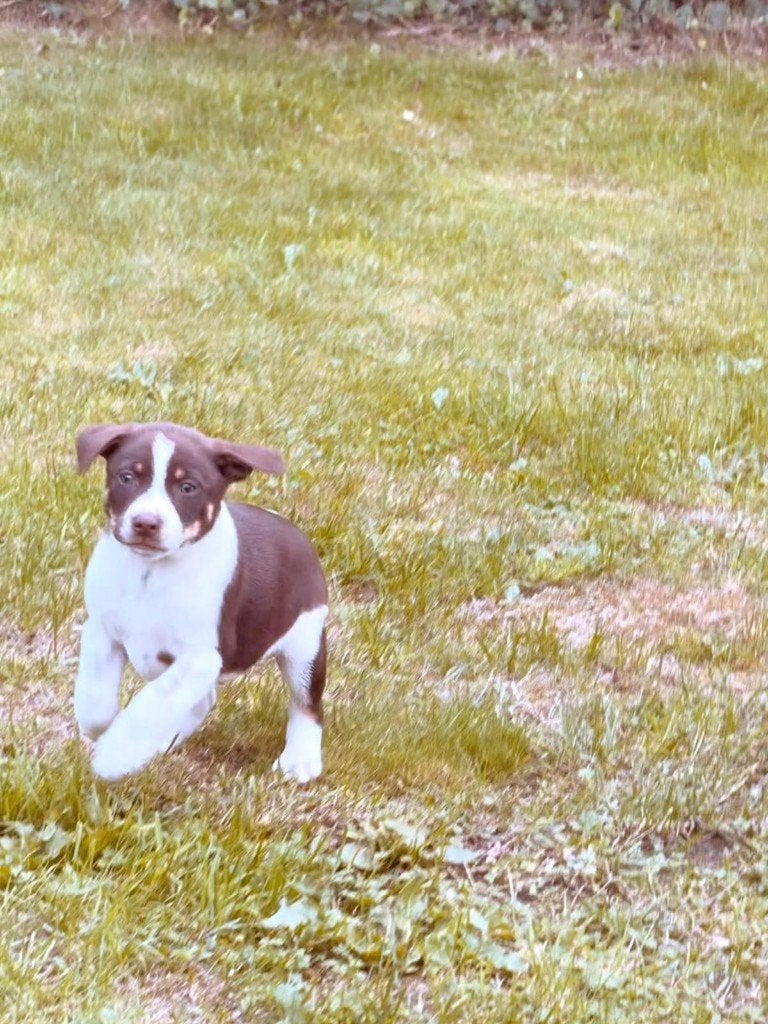 Boerenfox pup